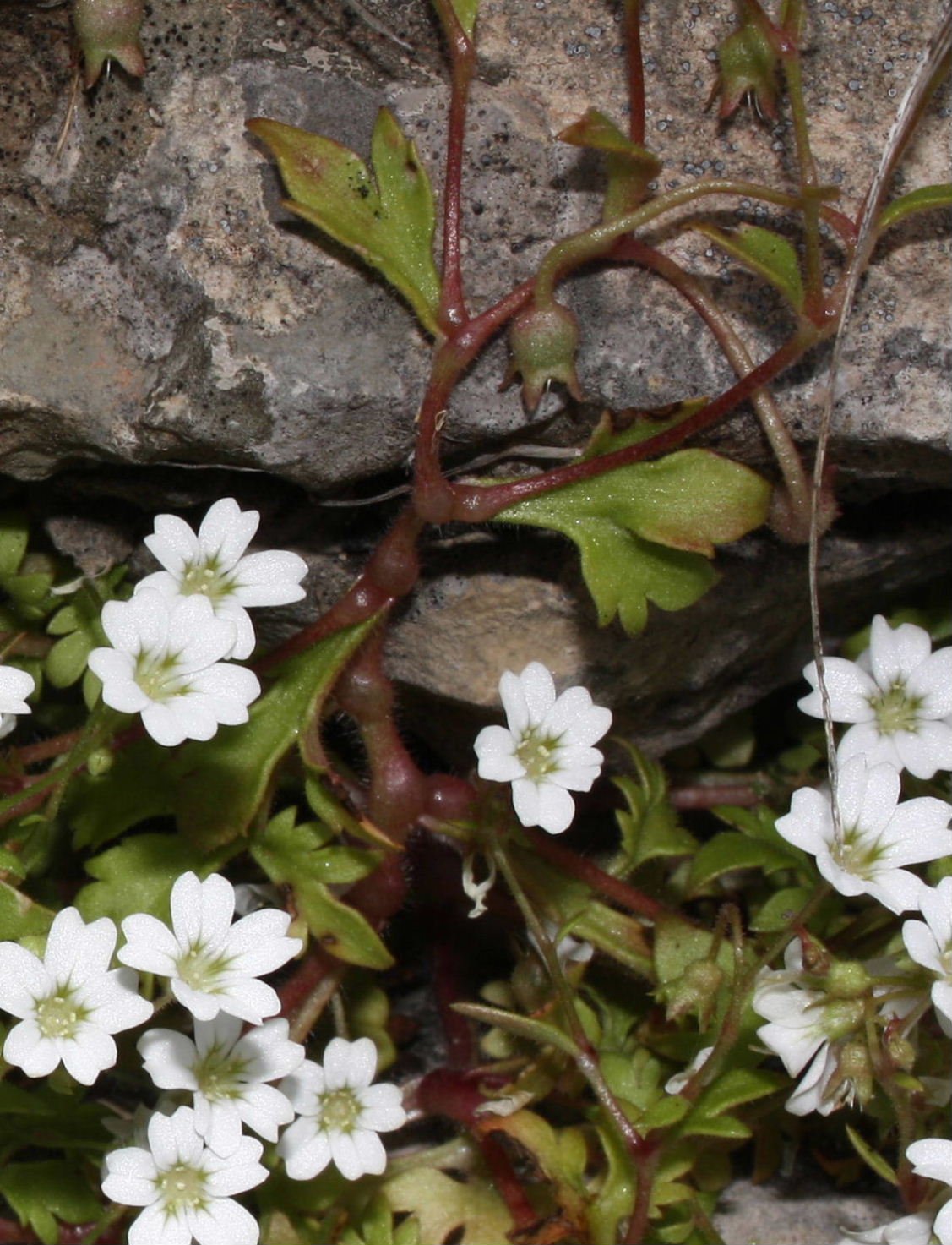 Saxifraga petraea / Sassifraga dei muri